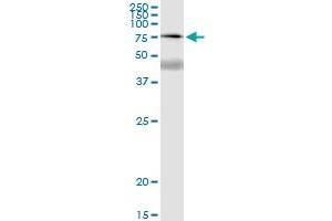 Immunoprecipitation of SSX2IP transfected lysate using anti-SSX2IP MaxPab rabbit polyclonal antibody and Protein A Magnetic Bead , and immunoblotted with SSX2IP purified MaxPab mouse polyclonal antibody (B01P) . (SSX2IP antibody  (AA 1-614))