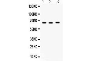 Anti-SLC19A1 Picoband antibody, Western blottingAll lanes: Anti SLC19A1  at 0. (SLC19A1 antibody  (Middle Region))