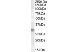 ABIN238608 (1µg/ml) staining of Human Heart lysate (35µg protein in RIPA buffer). (PRRX1 antibody  (Internal Region))