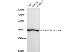 Western blot analysis of extracts of various cell lines, using (ABIN7270529) at 1:1000 dilution. (SMS antibody)