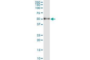 Immunoprecipitation of SH2D2A transfected lysate using anti-SH2D2A MaxPab rabbit polyclonal antibody and Protein A Magnetic Bead , and immunoblotted with SH2D2A purified MaxPab mouse polyclonal antibody (B01P) . (SH2D2A antibody  (AA 1-389))