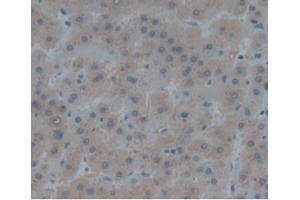 IHC-P analysis of Human Liver, with DAB staining. (Renin antibody  (AA 67-179))