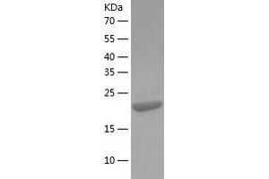 Western Blotting (WB) image for Eukaryotic Translation Initiation Factor 4H (EIF4H) (AA 1-248) protein (His tag) (ABIN7287254) (EIF4H Protein (AA 1-248) (His tag))