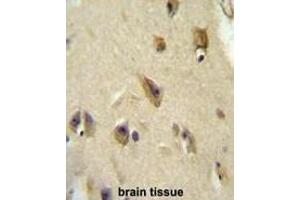 APOL6 Antibody (Center) immunohistochemistry analysis in formalin fixed and paraffin embedded human brain tissue followed by peroxidase conjugation of the secondary antibody and DAB staining. (APOL6 antibody  (Middle Region))