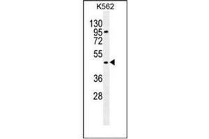 Western blot analysis of Carboxypeptidase A3 Antibody  in K562 cell line lysates (35ug/lane). (CPA3 antibody  (Middle Region))