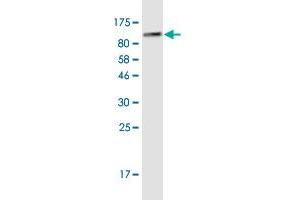 Western Blotting (WB) image for anti-Glucose-6-Phosphate Isomerase (GPI) (AA 1-558) antibody (ABIN1326939)