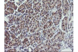 Image no. 1 for anti-RAB30, Member RAS Oncogene Family (RAB30) antibody (ABIN1500557) (RAB30 antibody)