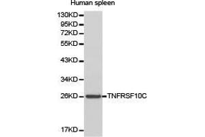Western Blotting (WB) image for anti-Tumor Necrosis Factor Receptor Superfamily, Member 10c (TNFRSF10C) antibody (ABIN1875127) (DcR1 antibody)