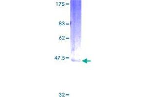 Endothelin 2 Protein (EDN2) (AA 1-178) (GST tag)