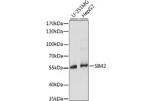 Western blot analysis of extracts of various cell lines, using SIM2 antibody (ABIN7270320) at 1:1000 dilution. (SIM2 antibody  (AA 342-525))