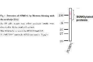 Western Blotting (WB) image for anti-Small Ubiquitin Related Modifier Protein 1 (SUMO1) (full length) antibody (ABIN2452138) (SUMO1 antibody  (full length))