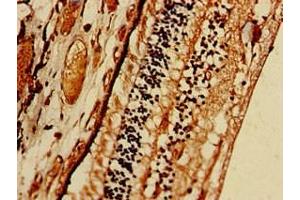 Immunohistochemistry of paraffin-embedded human eye tissue using ABIN7168908 at dilution of 1:100 (PRSS56 antibody  (AA 36-116))