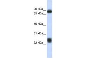 Image no. 1 for anti-Tetraspanin 8 (TSPAN8) (AA 108-157) antibody (ABIN6743422) (Tspan-8 antibody  (AA 108-157))