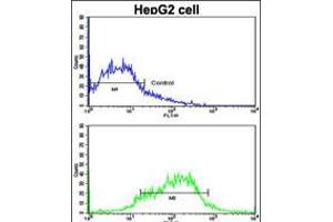 Flow cytometric analysis of HepG2 cells using EphA1 Antibody (bottom histogram) compared to a negative control cell (top histogram). (EPHA1 antibody  (N-Term))