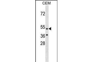 GPR109B Antibody (N-term) (ABIN1539572 and ABIN2838266) western blot analysis in CEM cell line lysates (35 μg/lane). (GPR109B antibody  (N-Term))