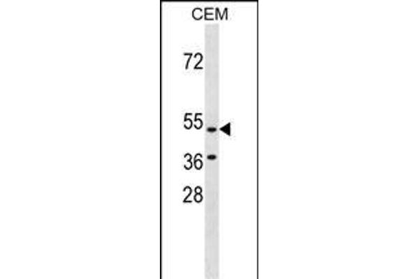 GPR109B anticorps  (N-Term)