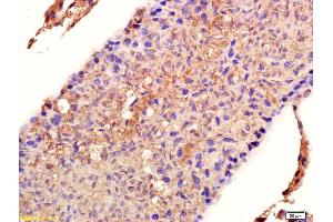 Formalin-fixed and paraffin embedded rat testis labeled with Anti-HSP90 alpha Polyclonal Antibody, Unconjugated (ABIN672021) at 1:200 followed by conjugation to the secondary antibody and DAB staining. (HSP90AB1 antibody  (AA 601-732))