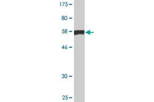 Western Blot detection against Immunogen (56. (C10orf81 antibody  (AA 1-282))