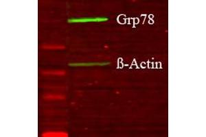 Glia GD lysate Western Blotting 1 in 1000 copy. (GRP78 antibody  (N-Term))