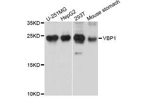 Western blot analysis of extracts of various cells, using VBP1 antibody. (VBP1 antibody)