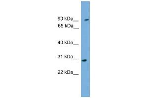 WB Suggested Anti-PHYH Antibody Titration: 0. (PHYH antibody  (N-Term))