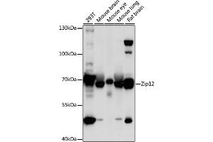 Western blot analysis of extracts of various cell lines, using Zip12 antibody (ABIN7270457) at 1:1000 dilution. (SLC39A12 antibody  (AA 1-100))
