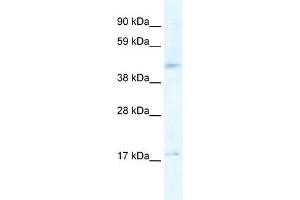 HTR1F antibody (20R-1347) used at 0. (HTR1F antibody  (N-Term))