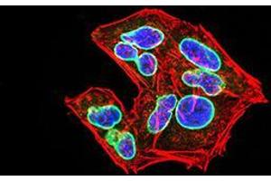 Immunocytochemistry (ICC) image for anti-Lamin B2 (LMNB2) (AA 401-600) antibody (ABIN5542337)