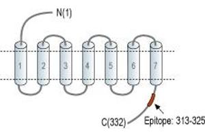 anti-Trace Amine Associated Receptor 1 (TAAR1) (AA 313-325), (C-Term), (Intracellular) antibody