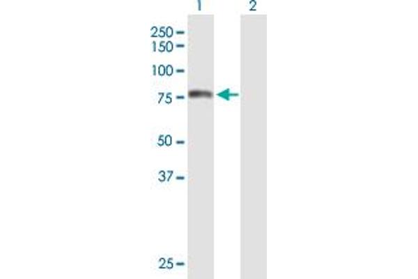 TOM70 antibody  (AA 1-608)