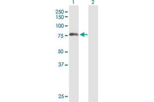 Western Blot analysis of TOMM70A expression in transfected 293T cell line by TOMM70A MaxPab polyclonal antibody. (TOM70 antibody  (AA 1-608))