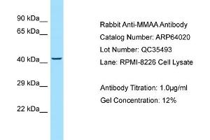 Western Blotting (WB) image for anti-Methylmalonic Aciduria (Cobalamin Deficiency) Type A (MMAA) (N-Term) antibody (ABIN2789699) (MMAA antibody  (N-Term))