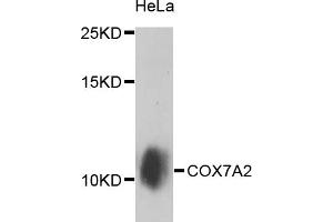 Western blot analysis of extracts of HeLa cells, using COX7A2 antibody (ABIN5974585) at 1/1000 dilution.