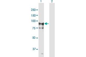 Western Blot analysis of HGS expression in transfected 293T cell line ( H00009146-T01 ) by HGS MaxPab polyclonal antibody. (HGS antibody  (AA 1-777))