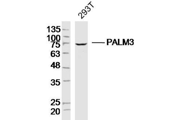 PALM3 antibody  (AA 1-100)