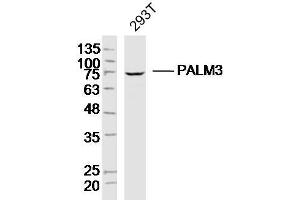 293T lysates probed with PALM3 Polyclonal Antibody, Unconjugated  at 1:300 dilution and 4˚C overnight incubation. (PALM3 antibody  (AA 1-100))