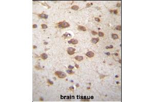 ST Antibody (Center) (ABIN656667 and ABIN2845907) immunohistochemistry analysis in formalin fixed and paraffin embedded human brain tissue followed by peroxidase conjugation of the secondary antibody and DAB staining. (STAP2 antibody  (AA 187-216))