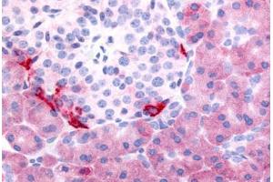 Human Pancreas (formalin-fixed, paraffin-embedded) stained with PDE7B antibody ABIN213533 at 5 ug/ml followed by biotinylated goat anti-rabbit IgG secondary antibody ABIN481713, alkaline phosphatase-streptavidin and chromogen. (PDE7B antibody  (C-Term))