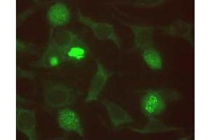 Immunofluorescence (IF) image for anti-Budding Uninhibited By Benzimidazoles 1 Homolog beta (Yeast) (BUB1B) antibody (ABIN567606) (BUB1B antibody)