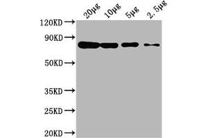 Western Blot Positive WB detected in: Hela whole cell lysate at 20 μg, 10 μg, 5 μg, 2. (Hsc70 antibody  (AA 2-646))
