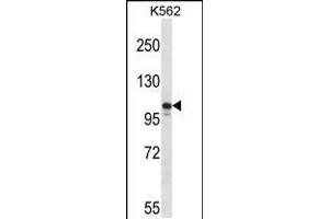 Western blot analysis in K562 cell line lysates (35ug/lane). (JAK3 antibody  (N-Term))