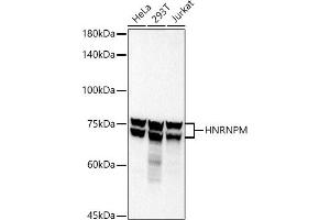 Western blot analysis of extracts of various cell lines, using HNRNPM antibody (ABIN7267635) at 1:1000 dilution. (HNRNPM antibody)