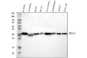 Western blot analysis of 14-3-3 zeta/delta using anti-14-3-3 zeta/delta antibody (ABIN5693157). (14-3-3 zeta antibody)