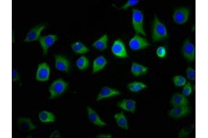 Immunofluorescence staining of A549 cells with ABIN7166074 at 1:133, counter-stained with DAPI. (S1A9 (AA 2-114) antibody)
