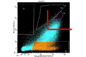 ABIN6720686 used in FACS sorting Anti-FLAG 649 conjugate - X-axis  and Streptavidin-PE conjugate - Y-axis  are used in FACS sorting of yeast surface display camelid VHH immunized library to isolate yeast clones expressing antibodies to a target antigen.