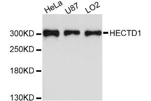Western blot analysis of extracts of various cell lines, using HECTD1 antibody. (HECTD1 antibody)
