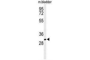 Western blot analysis of BASP1 Antibody (Center) in mouse bladder tissue lysates (35µg/lane). (BASP1 antibody  (Middle Region))