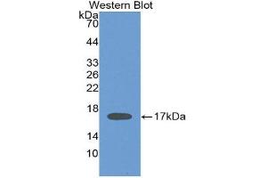 Western Blotting (WB) image for anti-Interleukin 2 (IL2) (AA 21-153) antibody (ABIN1859398) (IL-2 antibody  (AA 21-153))