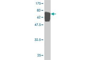 Western Blot detection against Immunogen (75. (TUBA4A antibody  (AA 1-448))