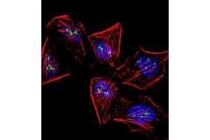 Fluorescent confocal image of Hela cell stained with Meox1 (Human N-term) (ABIN391406 and ABIN2841406). (MEOX1 antibody  (N-Term))